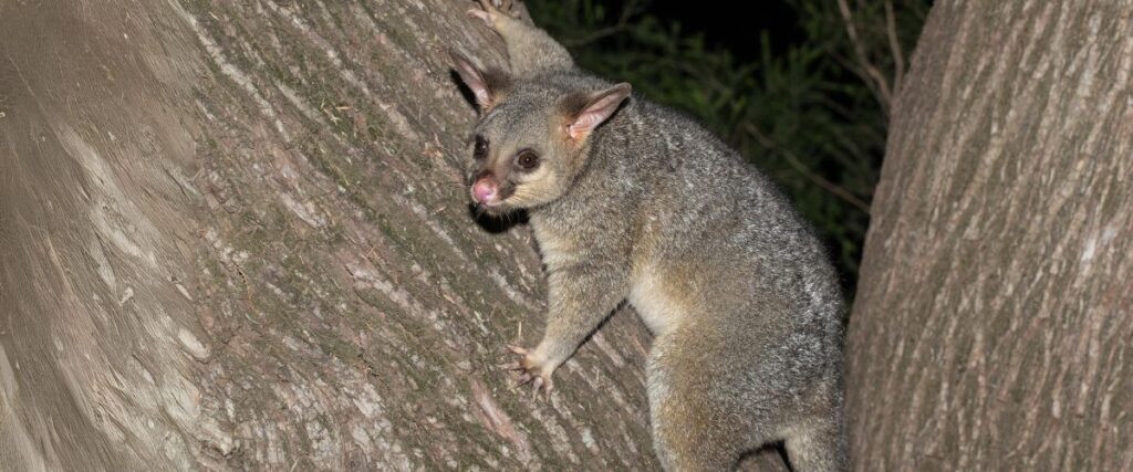 Swami Yoga Retreat - Wildlife Possum